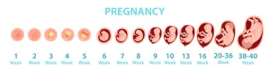 Fetal Development Illustration showing pregnancy stages from fertilization to full-term fetus, with weekly progression from week 1 to weeks 38-40 depicted in developing embryo and fetus images—ideal for those exploring Minneapolis midwife care.